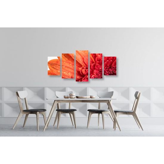 5-dielny obraz ranná rosa na nádhernej gerbere