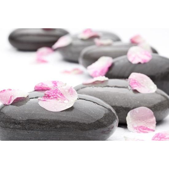 Obraz lupienky kvetu na zen kameňoch