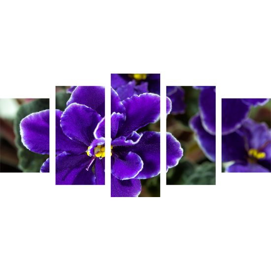 5-dielny obraz kvitnúca fialka