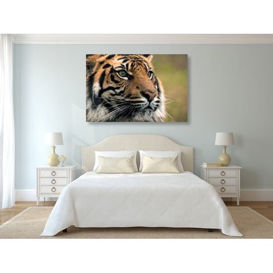 Obraz majestátny tiger