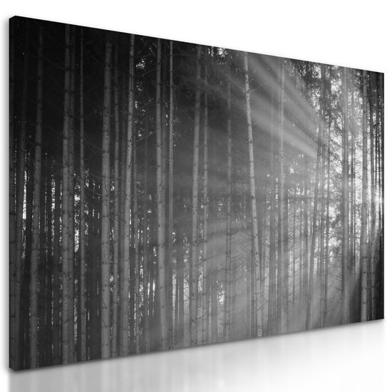 Obraz slnko vykúkajúce pomedzi stromy v čiernobielom prevedení