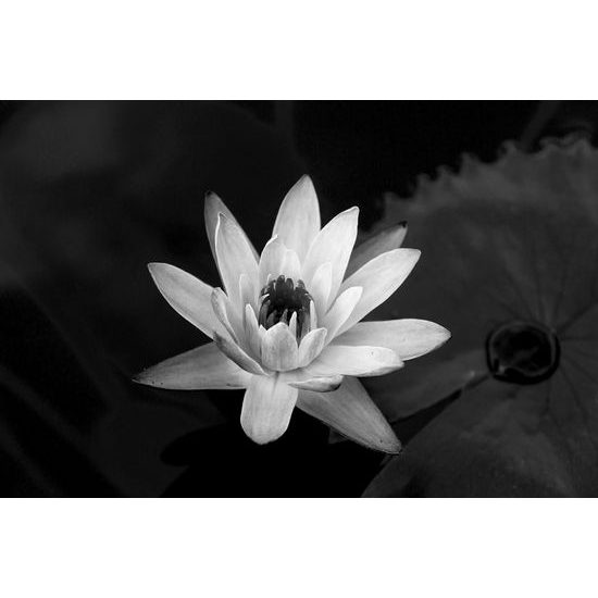 Samolepiaca tapeta tajomný kvet lekna v čiernobielom prevedení