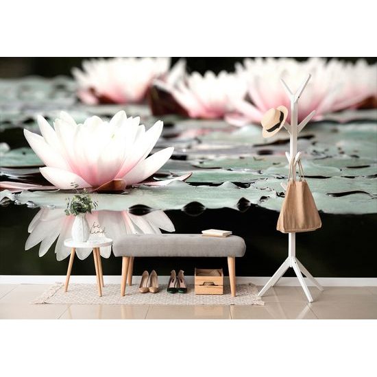 Fototapeta okúzľujúci kvet lotosu