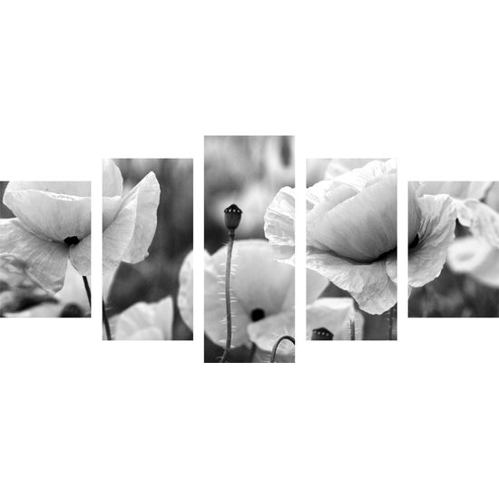 5-dielny obraz jedinečné divé maky v čiernobielom prevedení