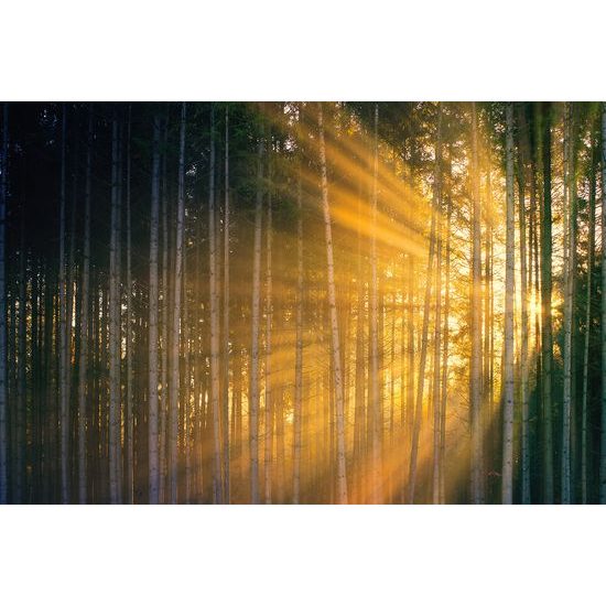 Nádherná fototapeta lúče slnka medzi stromami