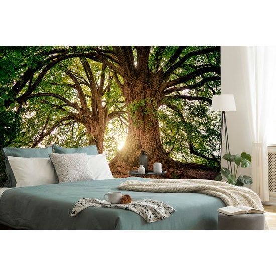 Samolepiaca fototapeta čaro mohutných stromov
