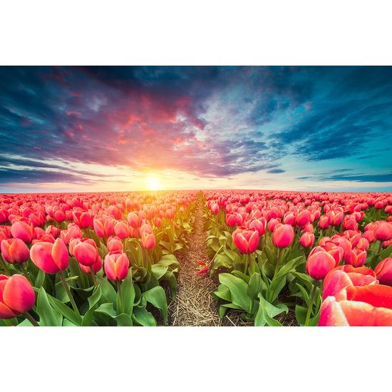 Tapeta východ slnka nad tulipánovým poľom
