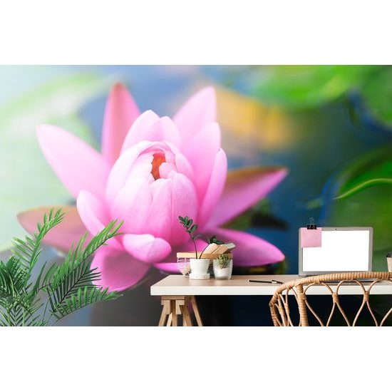 Tapeta nežný plávajúci kvet