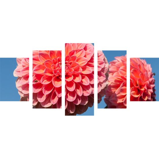 5-dielny obraz romantická ružová dália