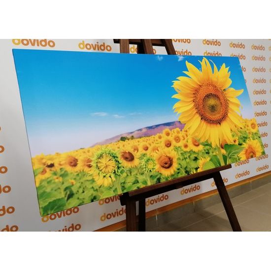 Obraz žlté slnečnice pod modrou oblohou