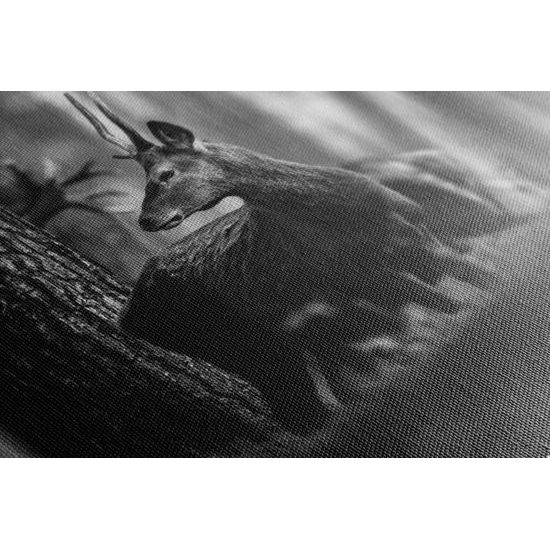 Obraz mladý jeleň uprostred lesa v čiernobielom prevedení