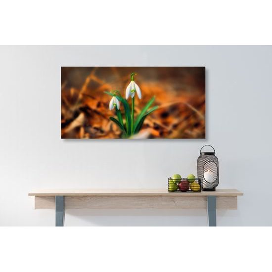 Obraz prvé snežienky