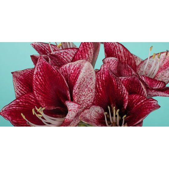 Obraz jedinečné kvety na tyrkysovom pozadí