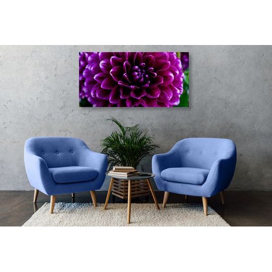 Obraz ohromný purpurový kvet