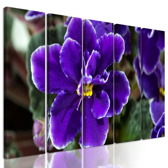 5-dielny obraz kvitnúca fialka