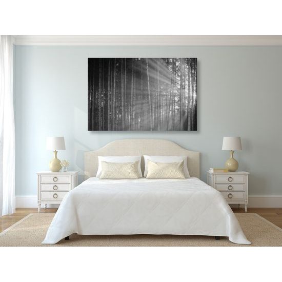 Obraz slnko vykúkajúce pomedzi stromy v čiernobielom prevedení