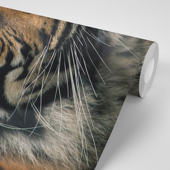 Samolepiaca fototapeta sústredený pohľad tigra