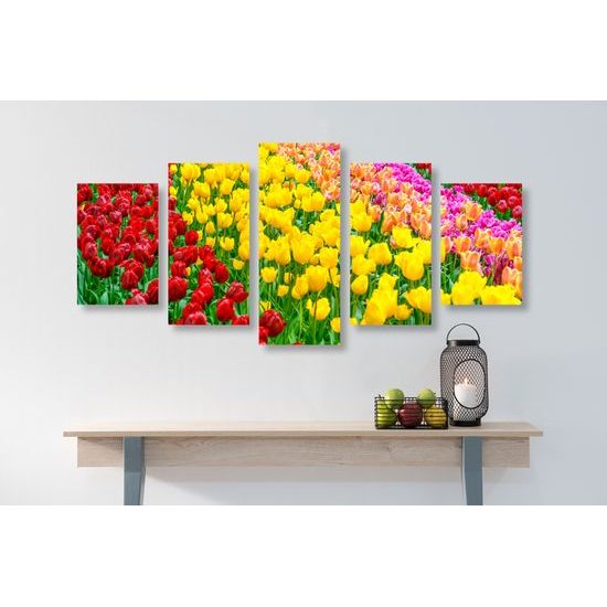 5-dielny obraz tulipánový sad