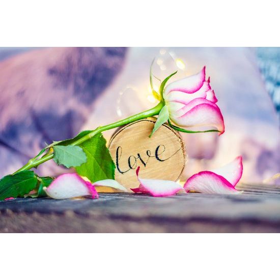 Samolepiaca fototapeta ruža z lásky