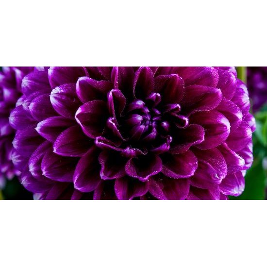 Obraz ohromný purpurový kvet