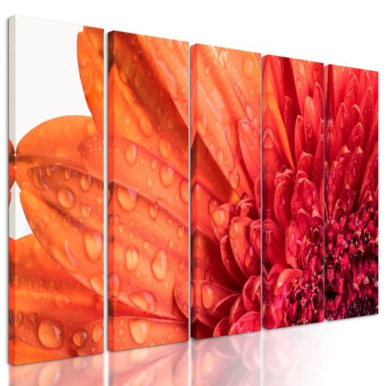 5-dielny obraz ranná rosa na nádhernej gerbere