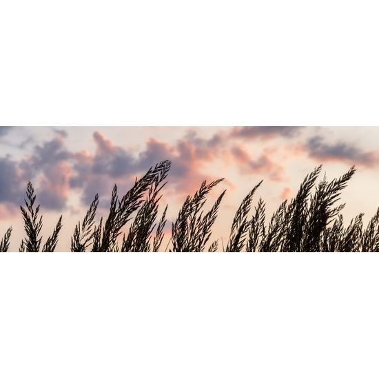 Obraz steblá poľnej trávy s nebeským pozadím