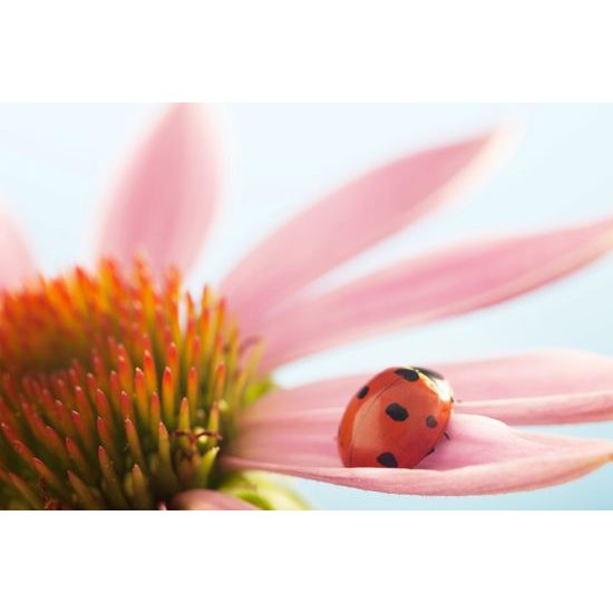 Obraz lienka na lupienku kvetu