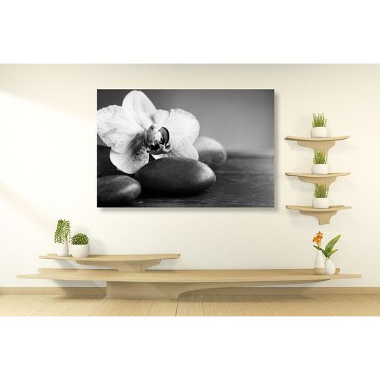 Obraz zaujímavo sfarbená orchidea a Zen kamene v čiernobielom prevedení