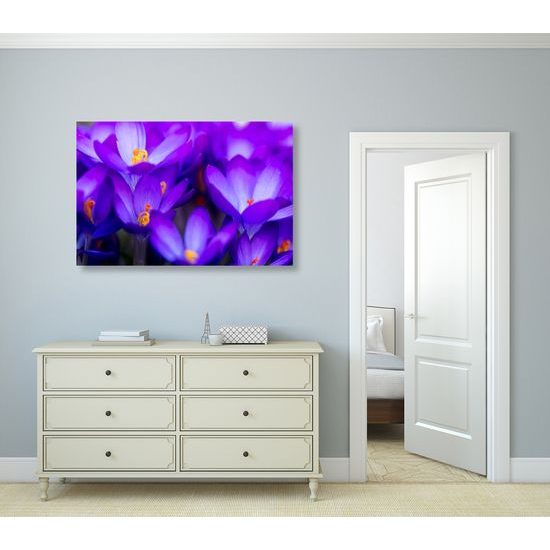 Obraz nádherný purpurový šafrán