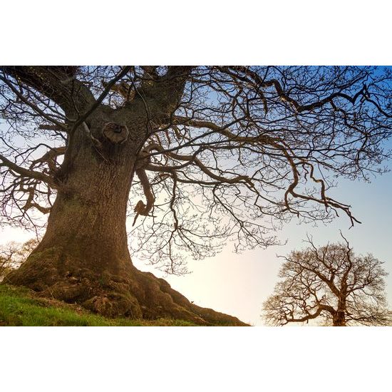 Obraz stromy pod nádhernou oblohou