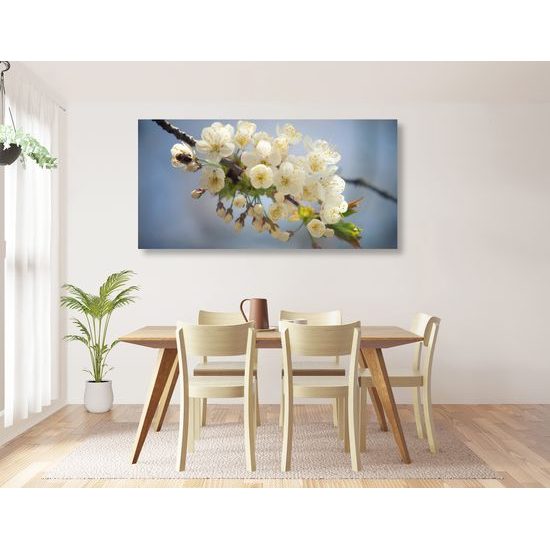 Obraz rozkvitnutá čerenšňa