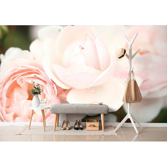 Samolepiaca fototapeta detail pastelovej ruže