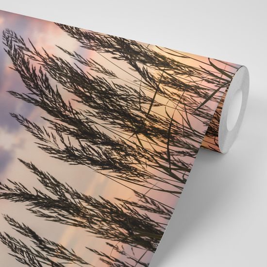 Zaujímavá samolepiaca fototapeta steblá trávy pri západe slnka