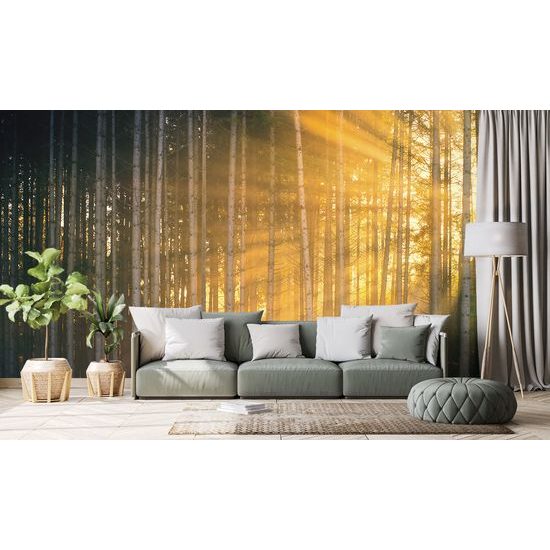 Nádherná samolepiaca fototapeta lúče slnka medzi stromami