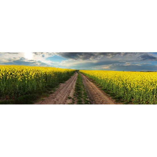 Obraz cesta v strede poľa