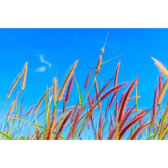 Samolepiaca tapeta klasy trávy pod oblohou