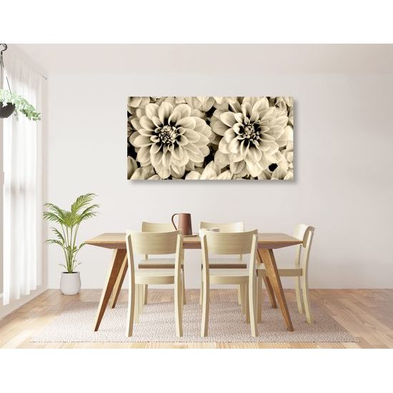 Obraz jemné rozkvitnuté dálie v sépiovom prevedení