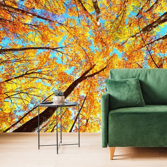 Fototapeta koruny stromov v jesenných farbách