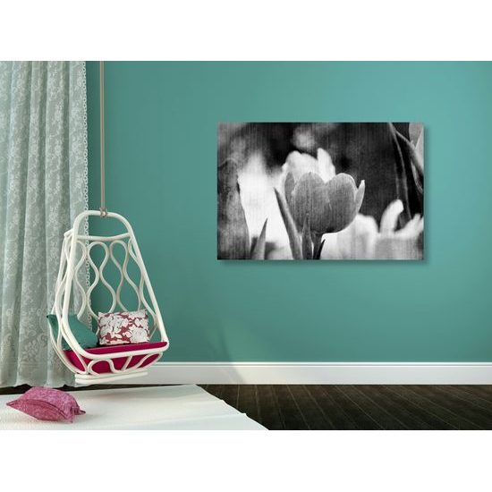 Obraz divý tulipán vo vintage štýle v čiernobielom prevedení