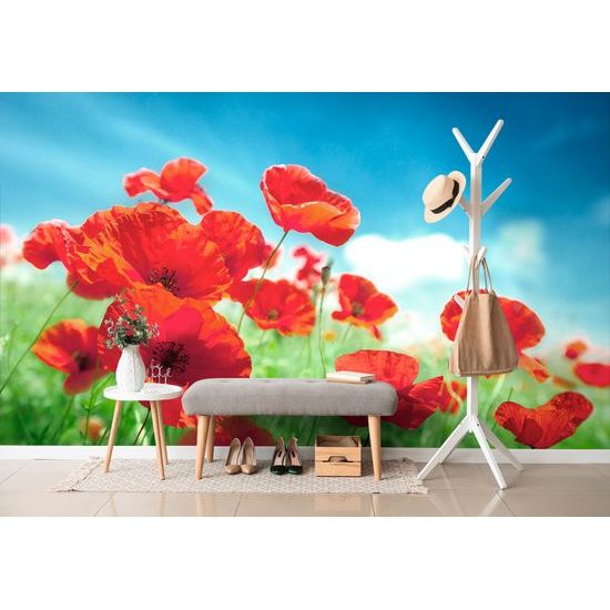 Samolepiaca fototapeta vlčí mak na lúke