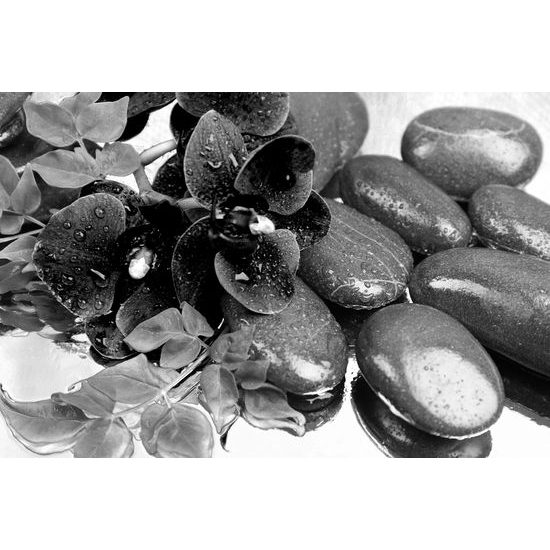 Obraz wellness zátišie a kvet orchidei v čiernobielom prevedení