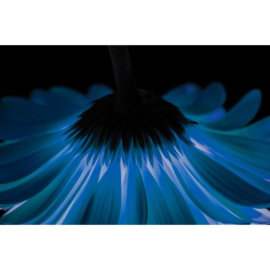 Neobyčajná fototapeta tajuplná gerbera