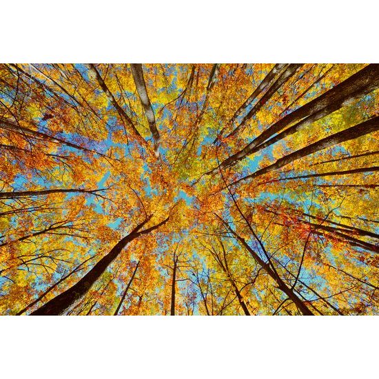 Samolepiaca fototapeta koruny stromov v jesenných farbách