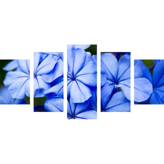 5-dielny obraz krásne nebesky modré kvety