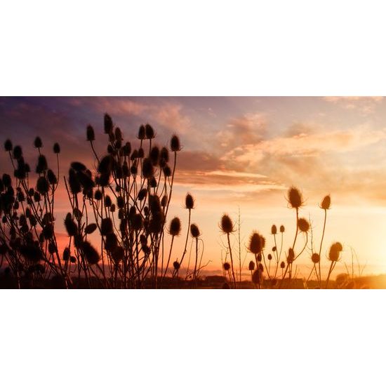 Obraz západ slnka za steblami trávy