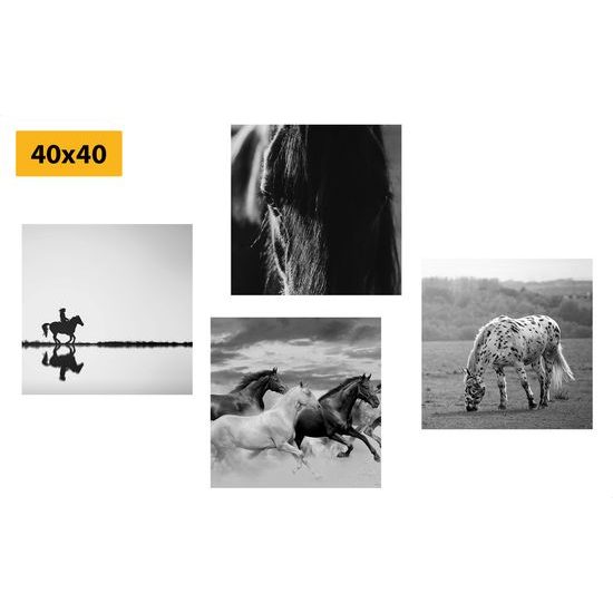 Set obrazov čiernobiela elegancia koní