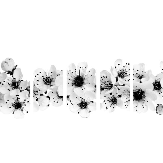 5-dielny obraz kvety čerešne na bielom pozadí v čiernobielom prevedení