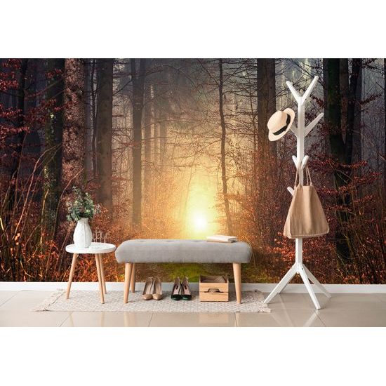 Samolepiaca fototapeta tajomný jesenný les