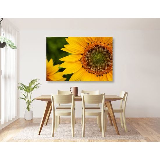 Obraz detail slnečnice