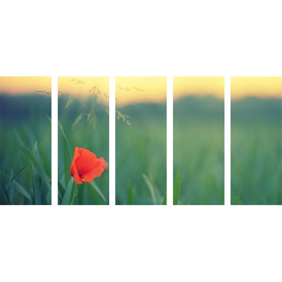 5-dielny obraz osamelý vlčí mak na lúke
